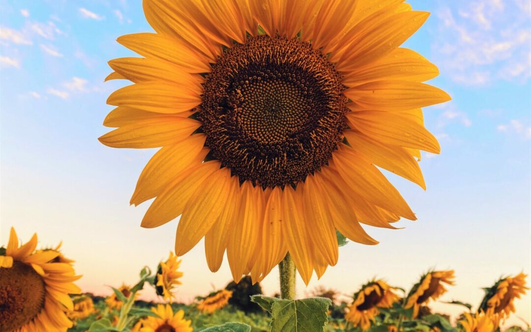 Wir wünschen Ihnen einen schönen Sommer!